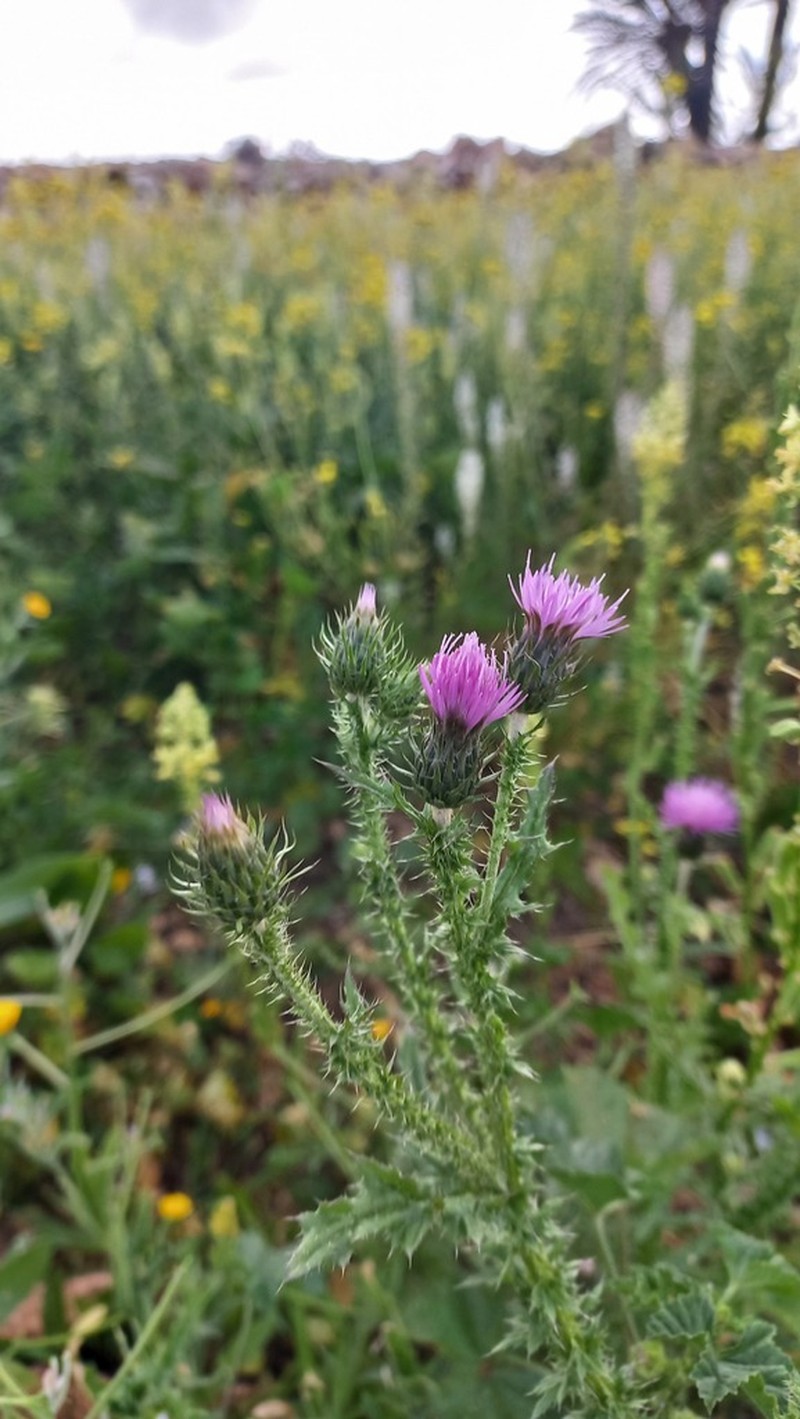 Carduus leptocladus