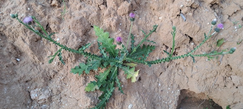 Carduus leptocladus photo 2