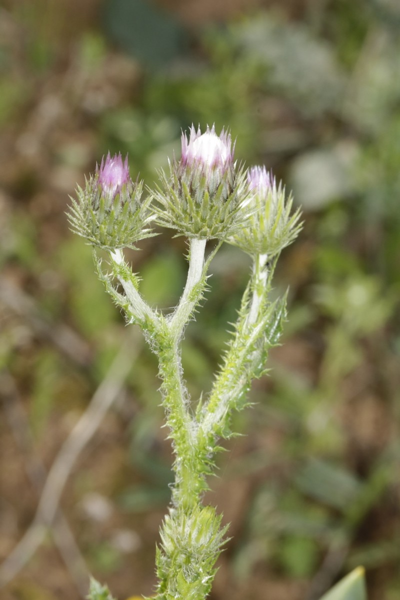 Carduus leptocladus photo 3