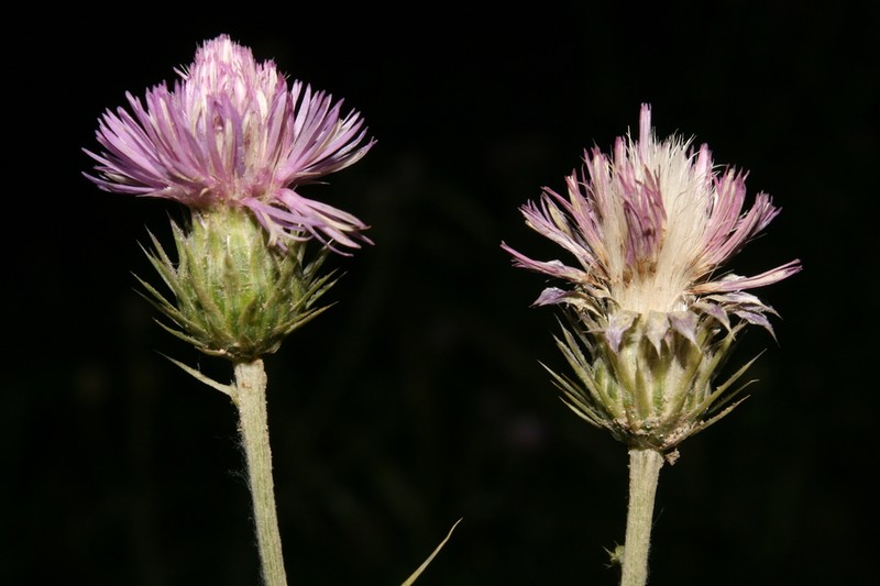 Carduus leptocladus photo 4