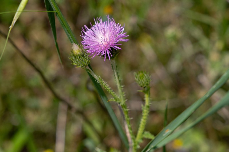 Carduus leptocladus photo 5