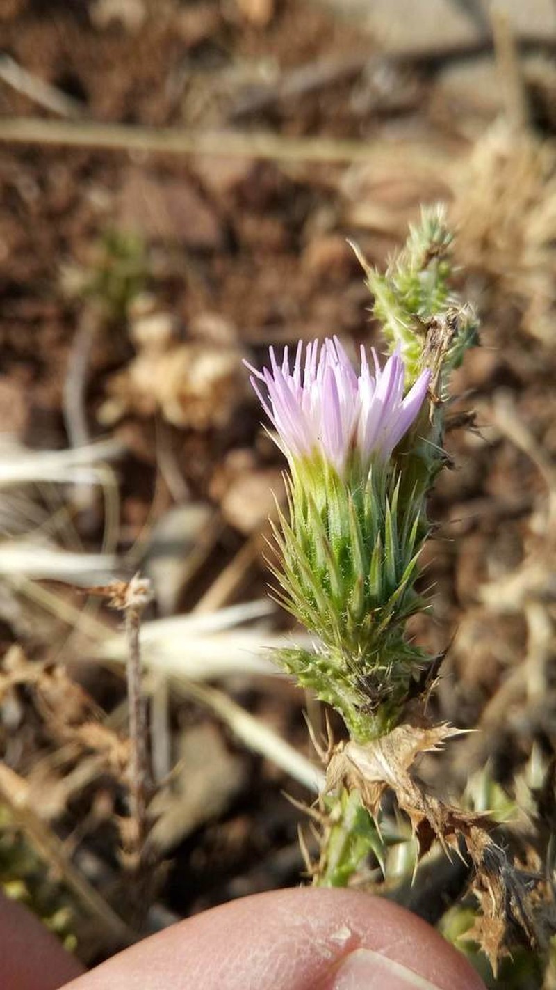 Carduus leptocladus photo 6