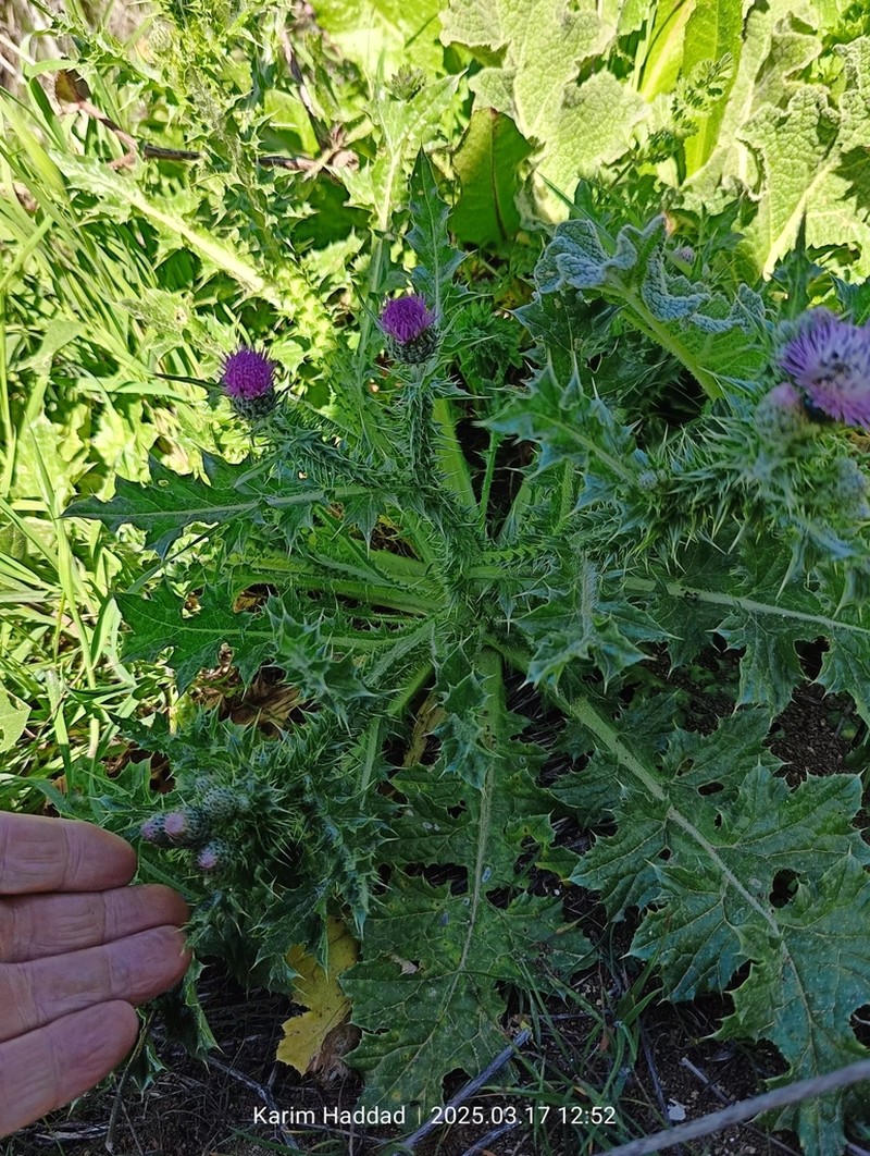 Carduus leptocladus photo 7
