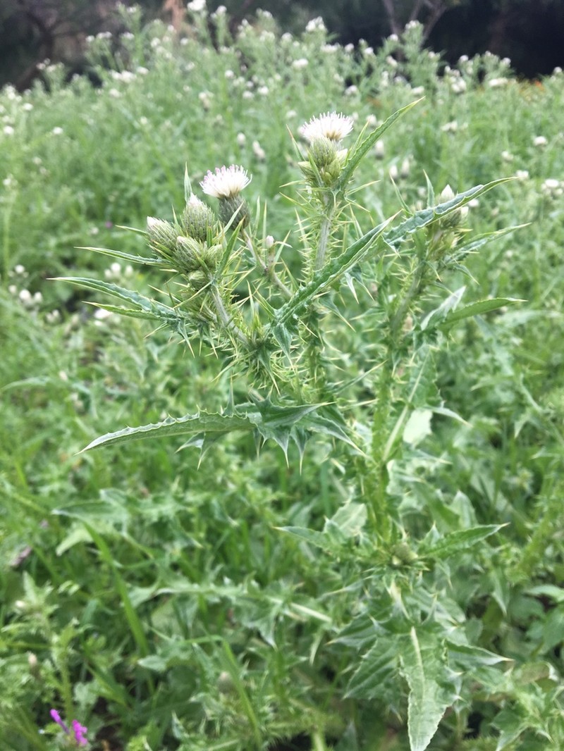 Carduus leptocladus photo 8