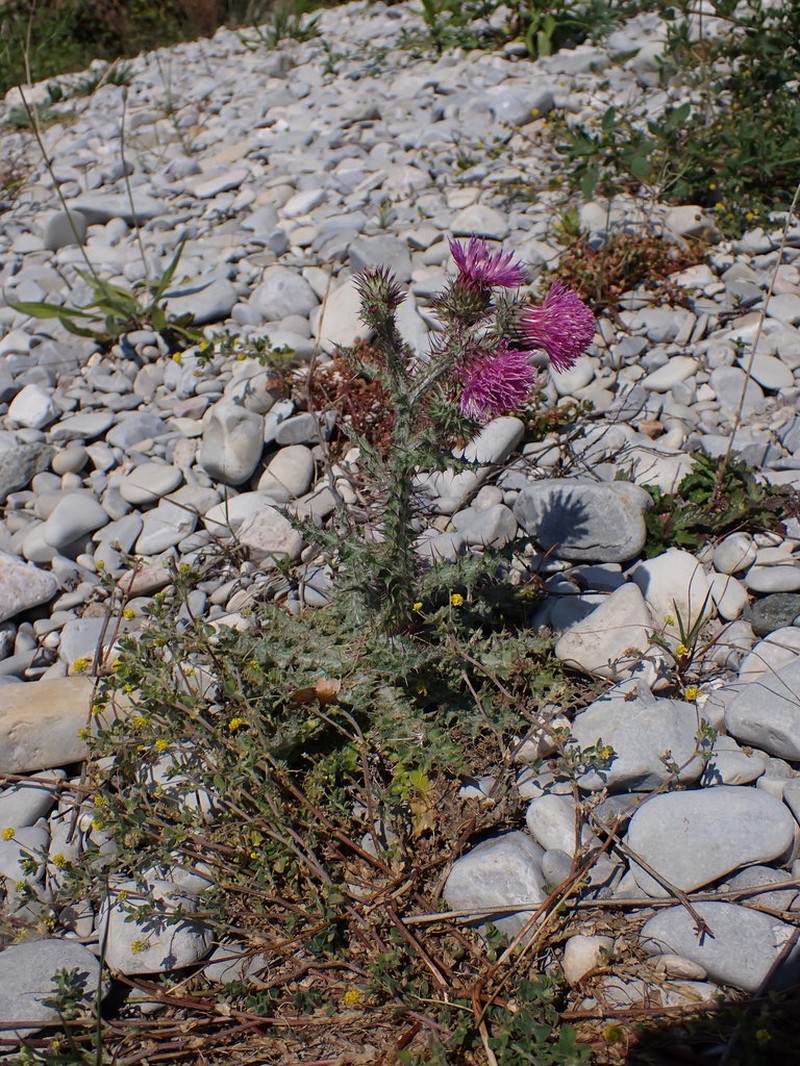 Carduus litigiosus