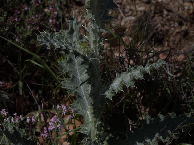 Carduus litigiosus photo 5