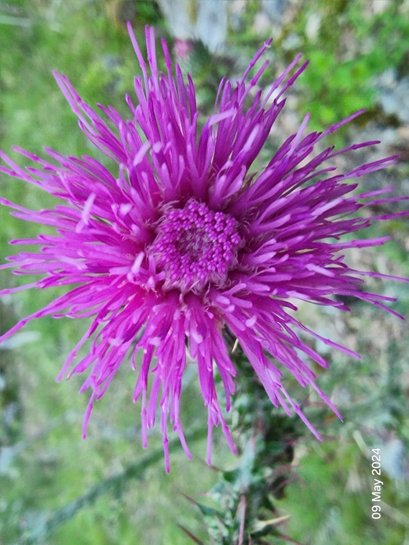 Carduus litigiosus photo 7