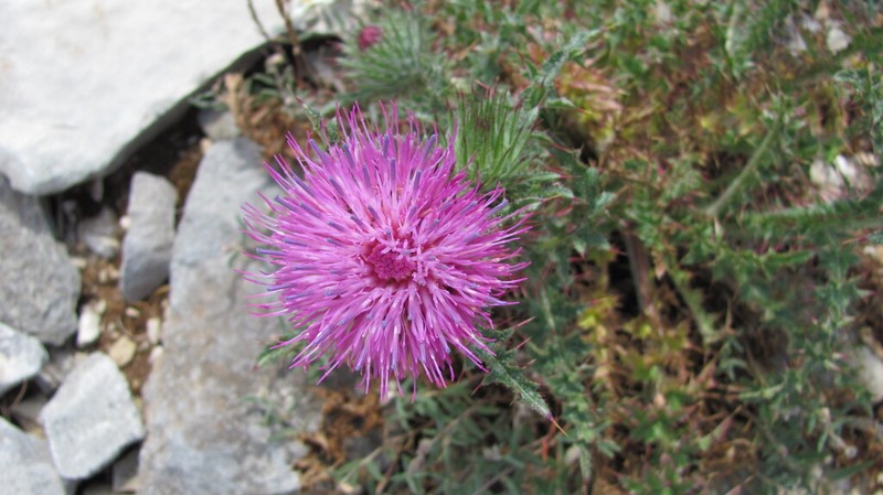 Carduus lusitanicus