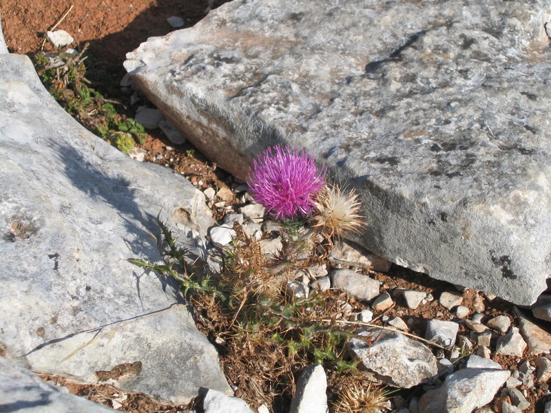 Carduus lusitanicus photo 2