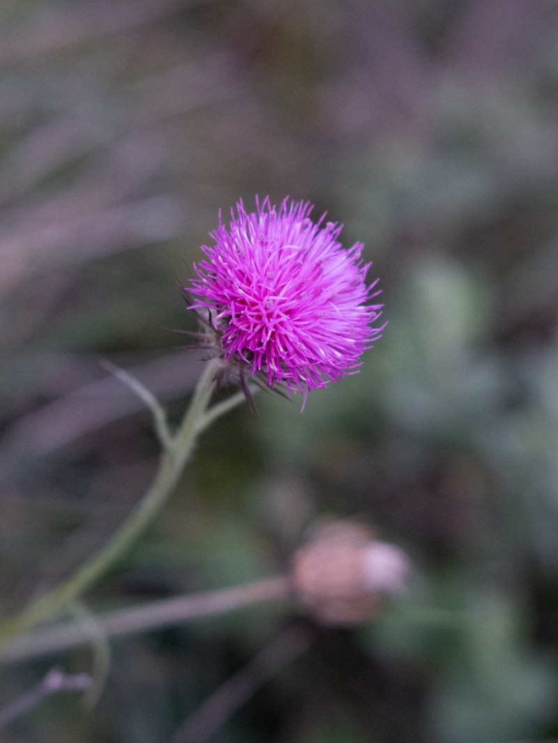 Carduus lusitanicus photo 3