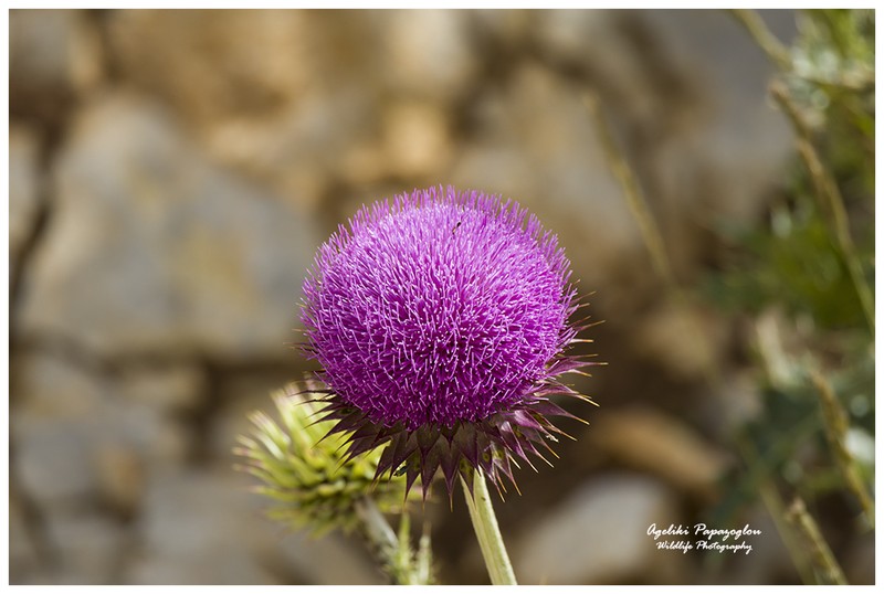 Carduus macrocephalus photo 3