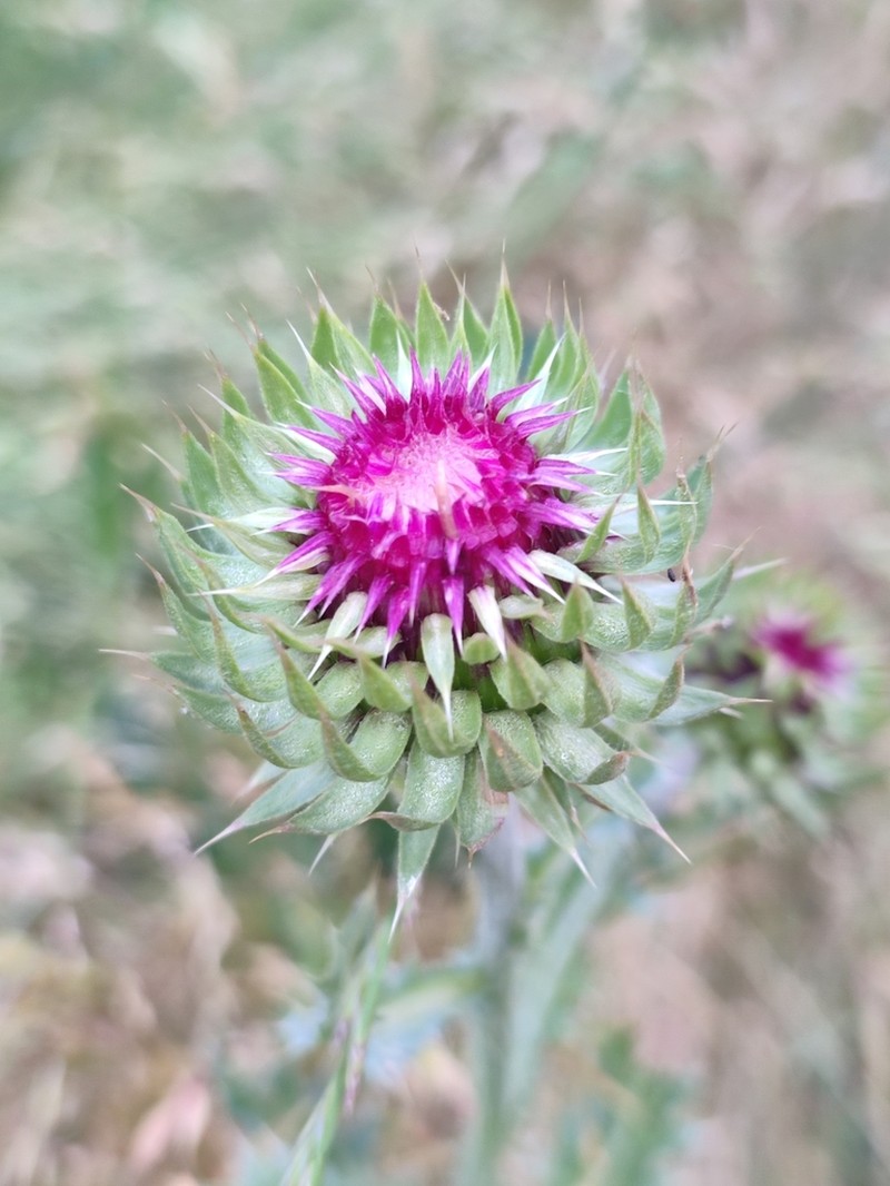 Carduus macrocephalus photo 4