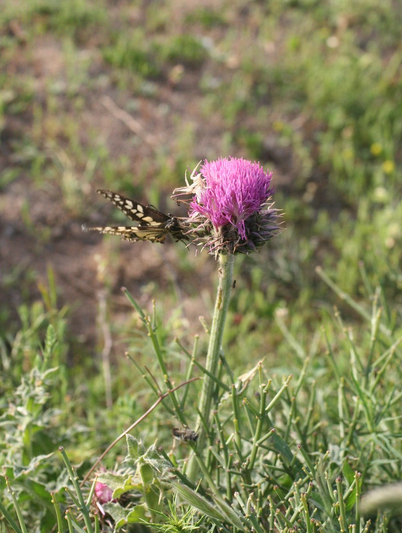 Carduus maroccanus