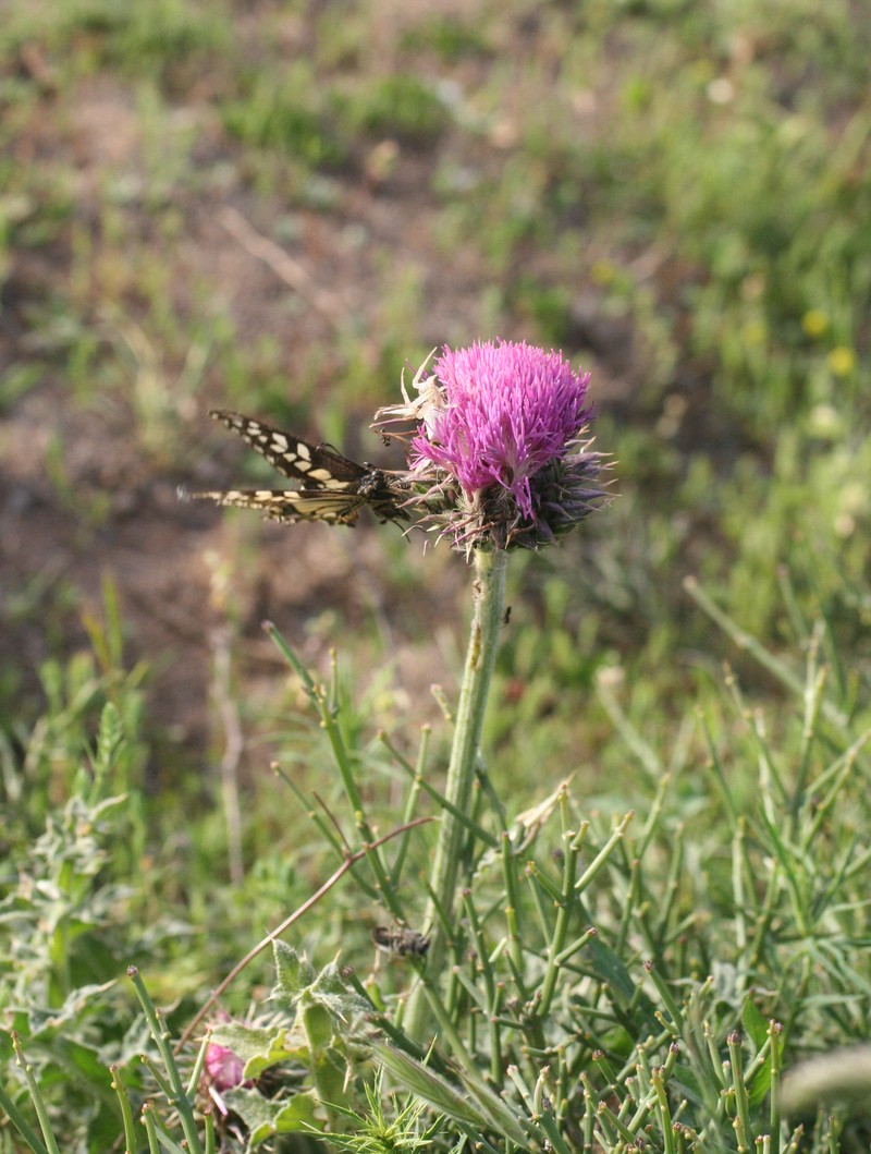 Carduus maroccanus photo 2