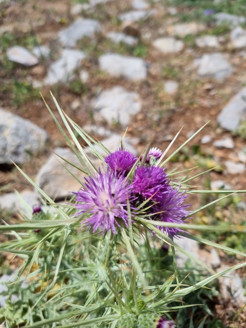 Carduus martinezii photo 2