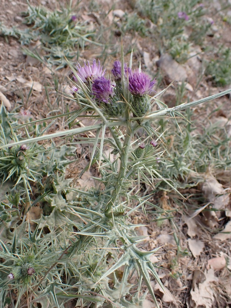 Carduus martinezii photo 3