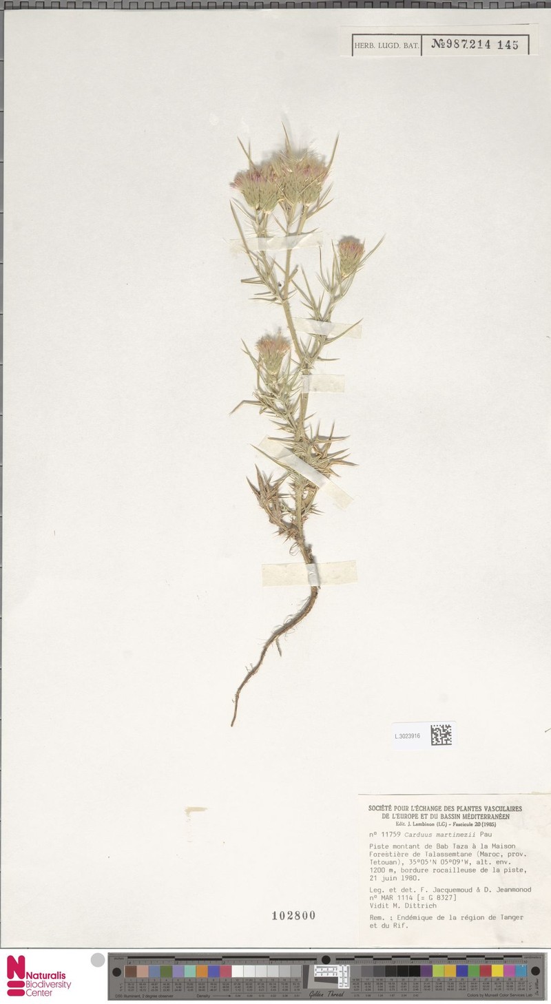 Carduus martinezii photo 5