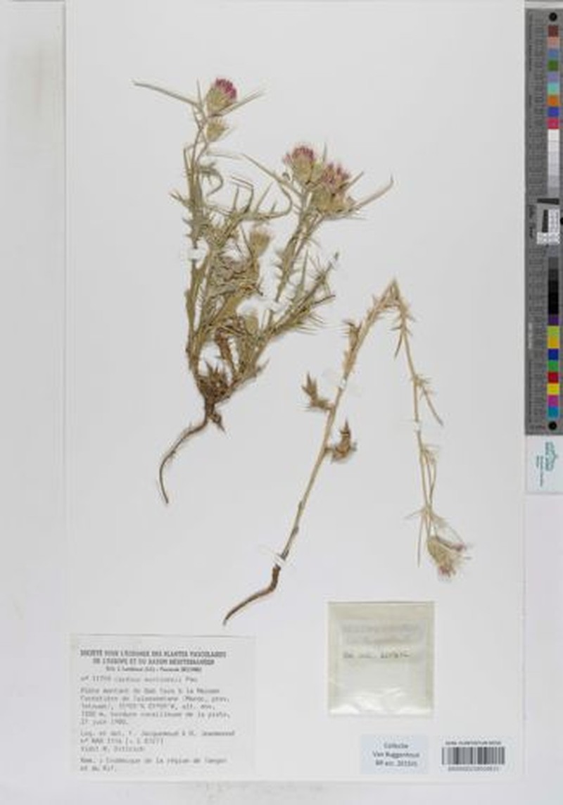 Carduus martinezii photo 6