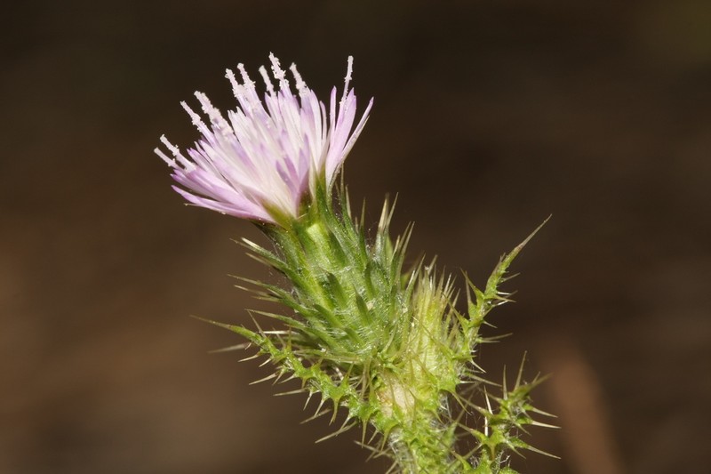 Carduus meonanthus