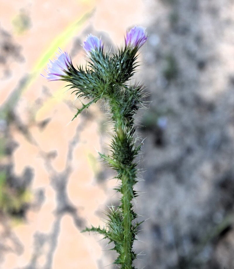 Carduus meonanthus photo 2