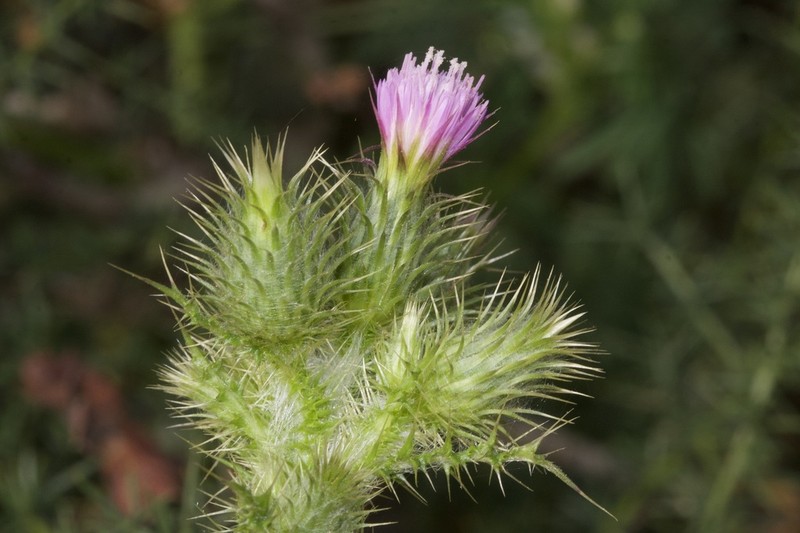 Carduus meonanthus photo 3