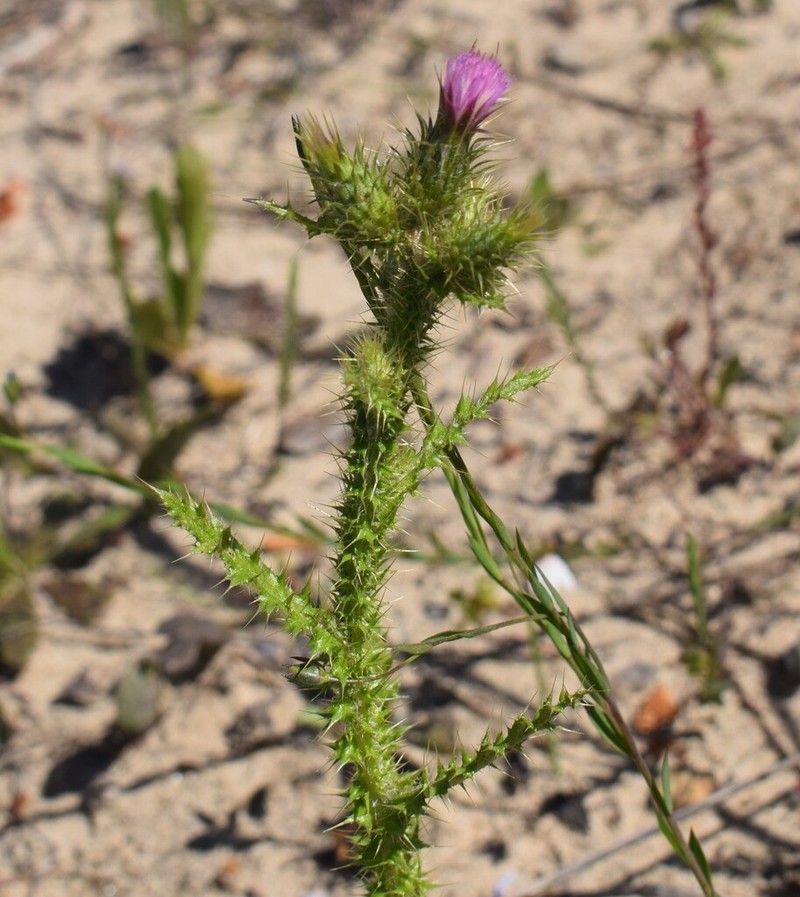 Carduus meonanthus photo 4