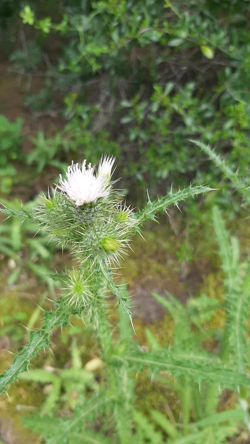 Carduus meonanthus photo 5