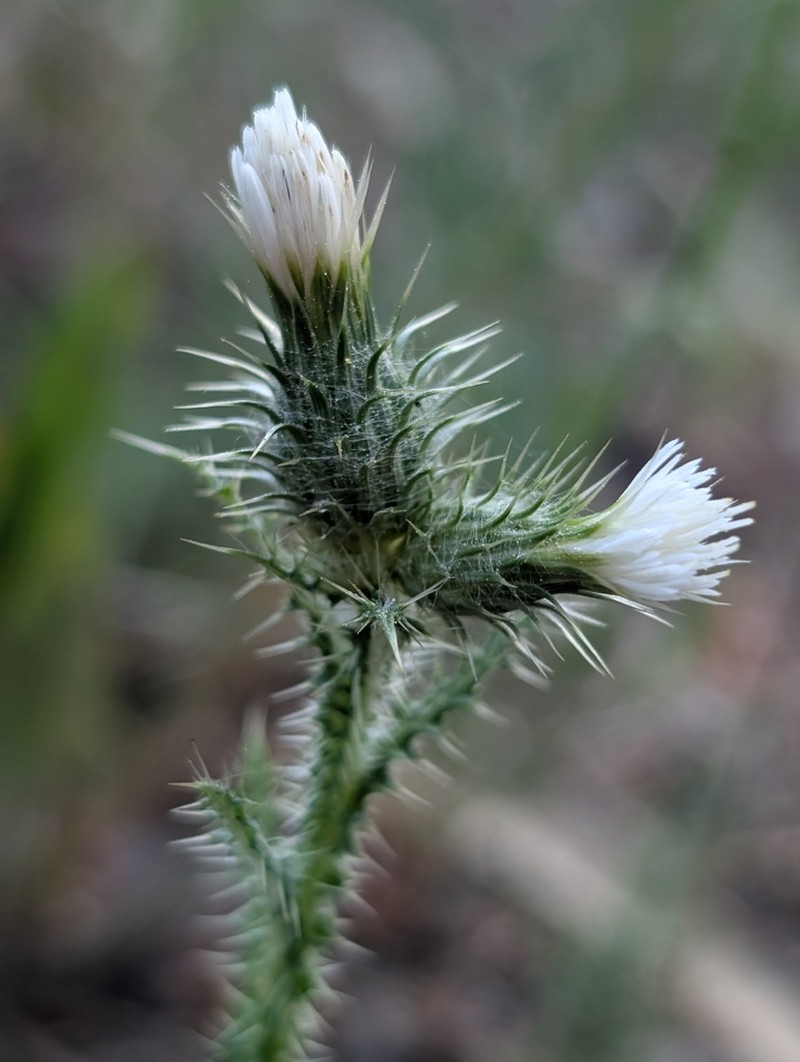 Carduus meonanthus photo 6