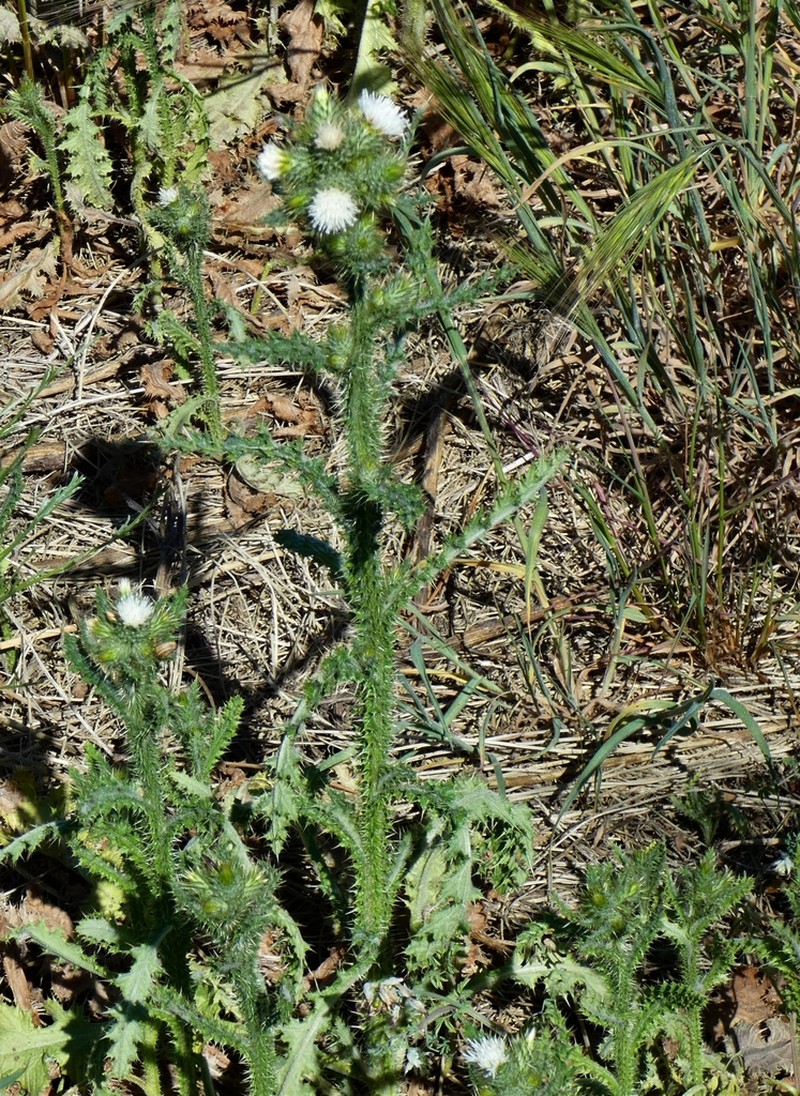Carduus meonanthus photo 7