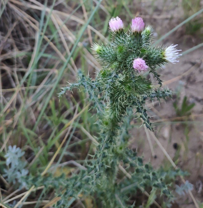 Carduus meonanthus photo 8