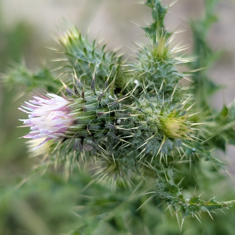 Carduus meonanthus subsp. meonanthus