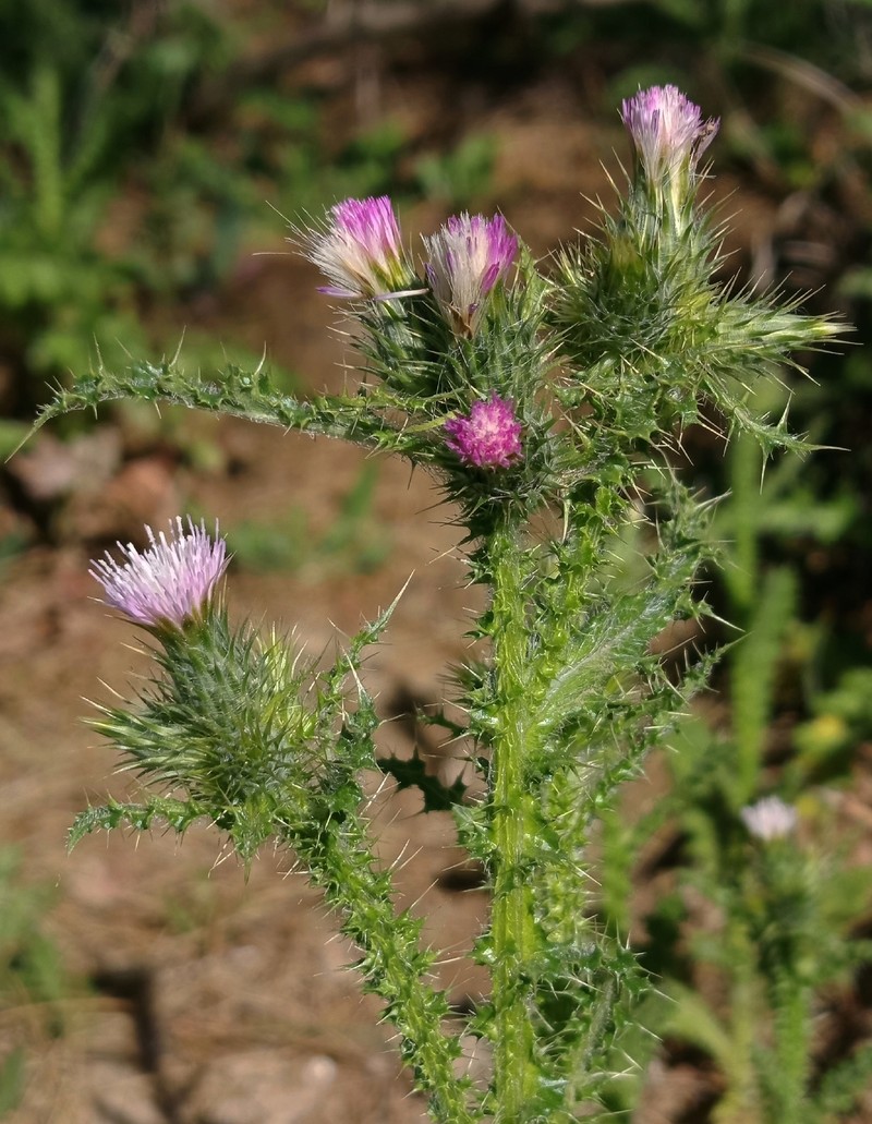 Carduus meonanthus subsp. meonanthus photo 2