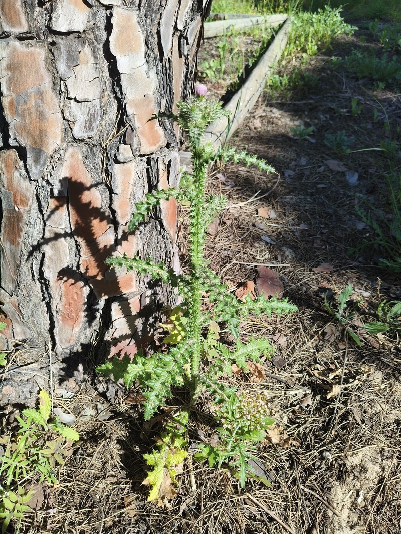 Carduus meonanthus subsp. meonanthus photo 3