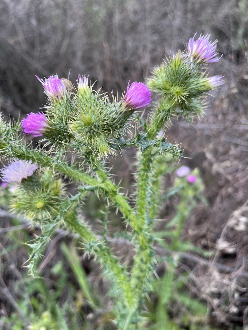 Carduus meonanthus subsp. meonanthus photo 4