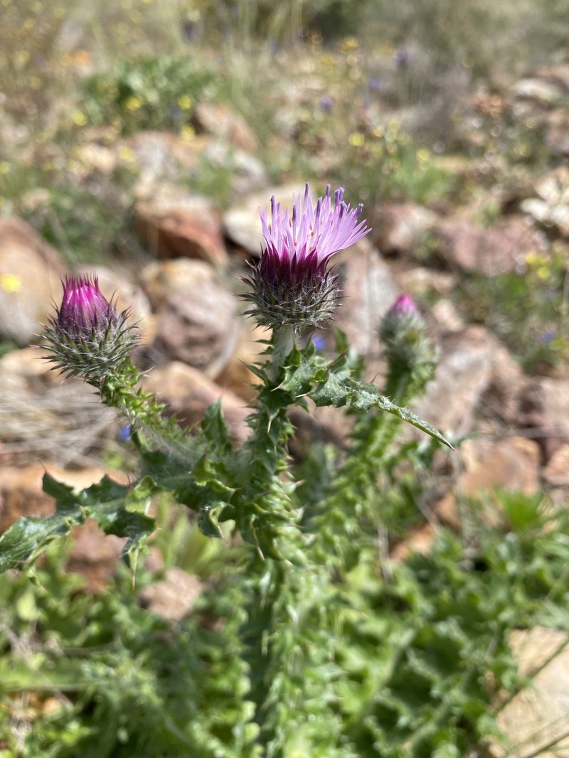 Carduus meonanthus subsp. valentinus
