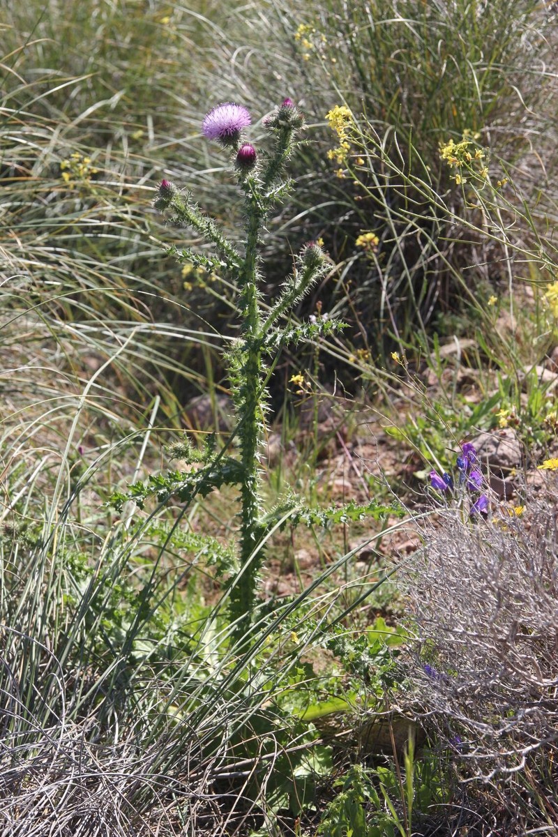 Carduus meonanthus subsp. valentinus photo 2