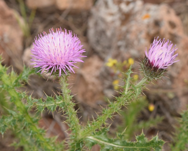 Carduus meonanthus subsp. valentinus photo 3