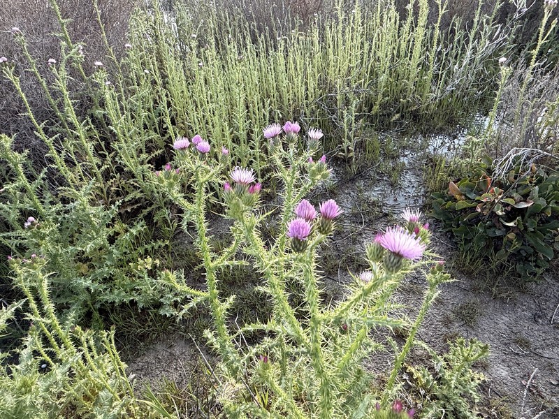 Carduus meonanthus subsp. valentinus photo 4