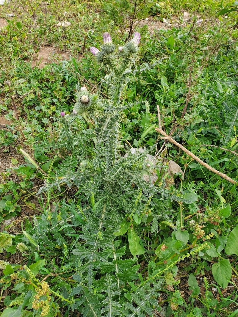 Carduus myriacanthus