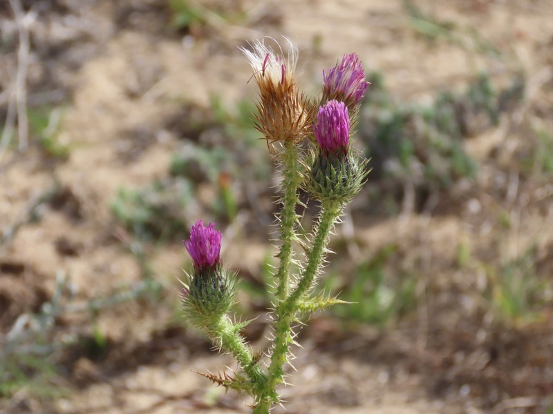 Carduus myriacanthus photo 2
