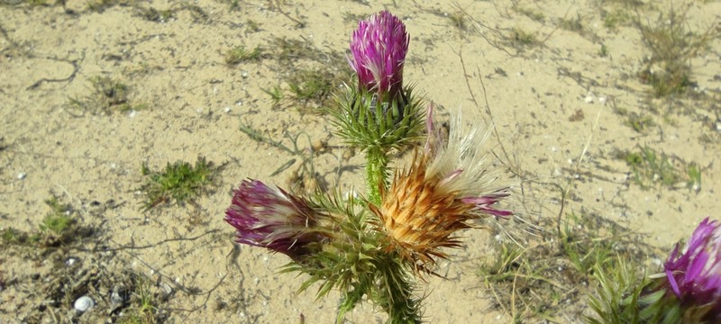 Carduus myriacanthus photo 3