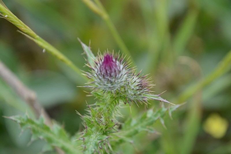 Carduus myriacanthus photo 4