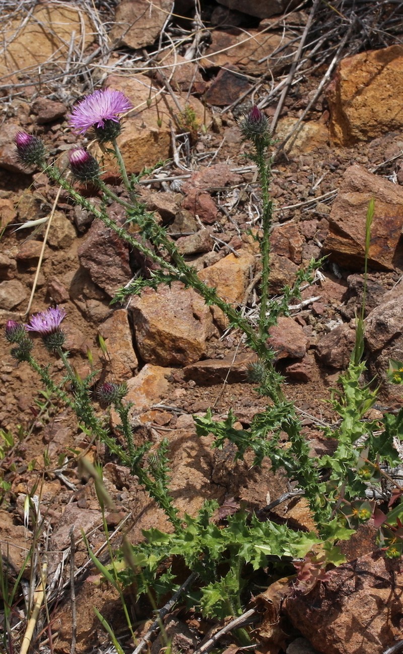 Carduus myriacanthus photo 5