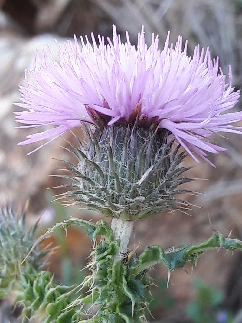 Carduus myriacanthus photo 6
