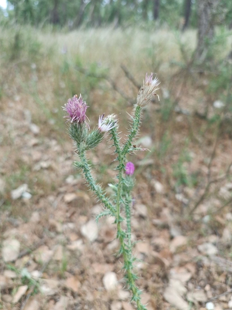 Carduus myriacanthus photo 7