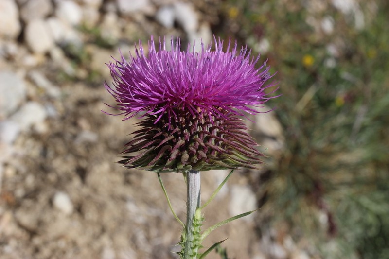 Carduus nigrescens subsp. aemilii