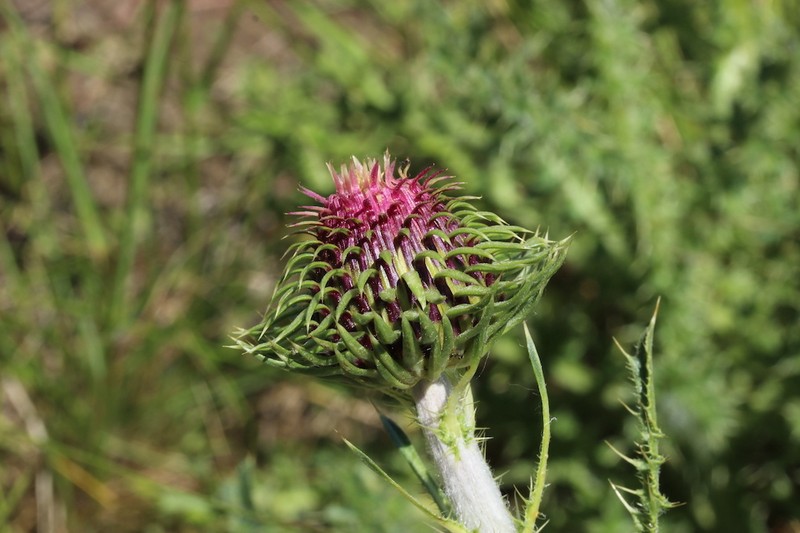 Carduus nigrescens subsp. aemilii photo 2