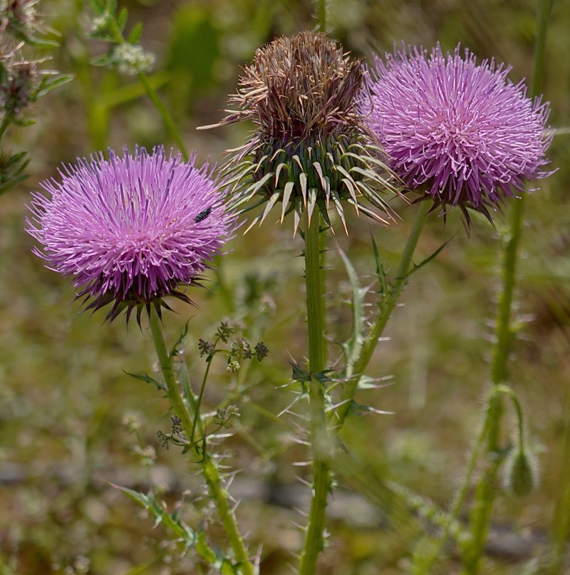 Carduus nigrescens subsp. assoi