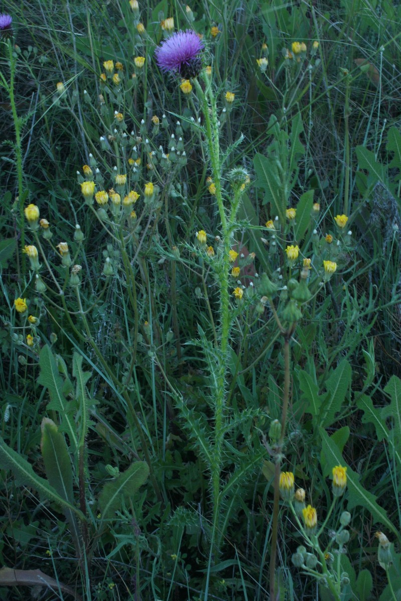 Carduus nigrescens subsp. assoi photo 4