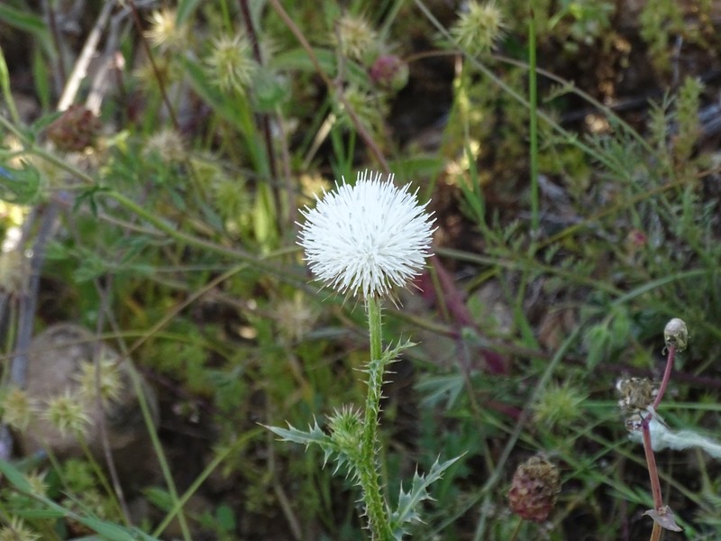 Carduus nigrescens subsp. nigrescens photo 2